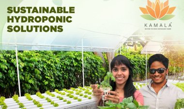 Growing Together: Kamala Farms' Sustainable Hydroponic Solutions